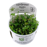 010 TC tablespoon Ping Marsilea hirsuta